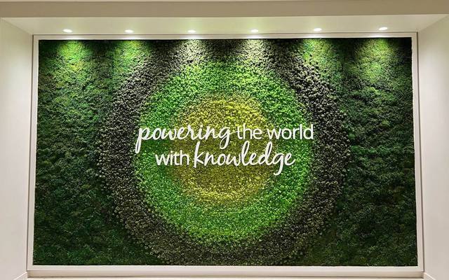 Preserved moss feature wall
